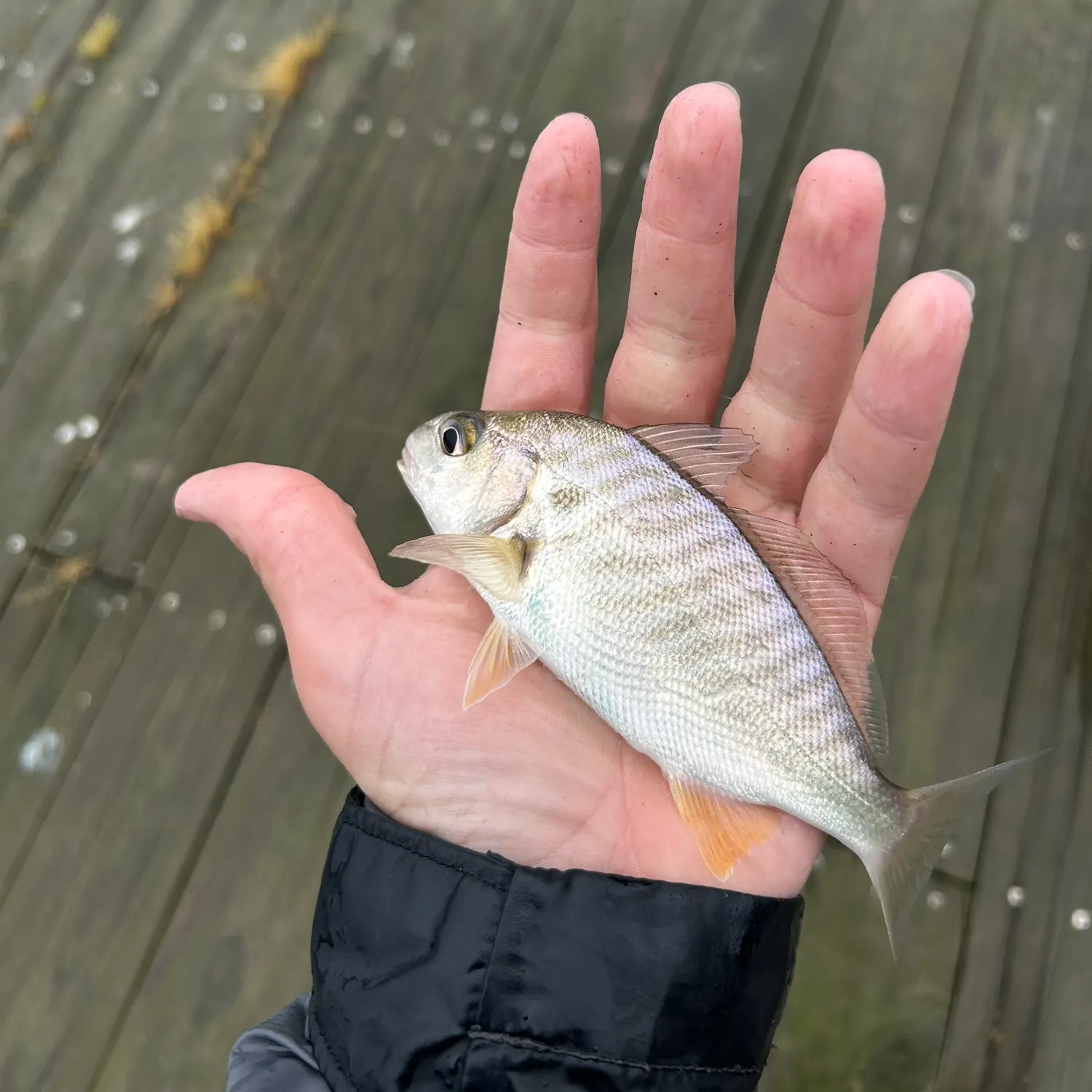 Spot croaker caught on Fishbrain