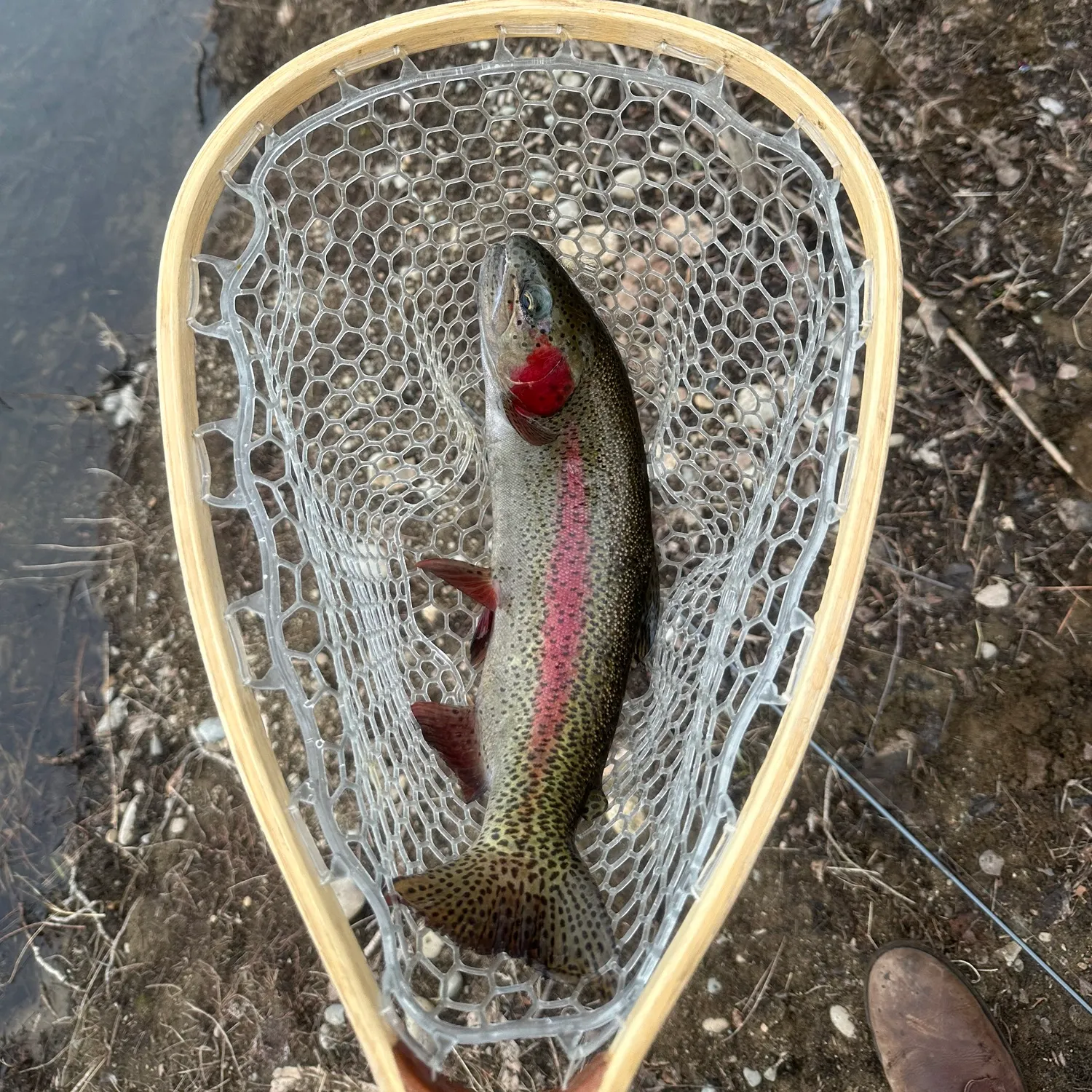 The most recent Rainbow trout catches on Fishbrain