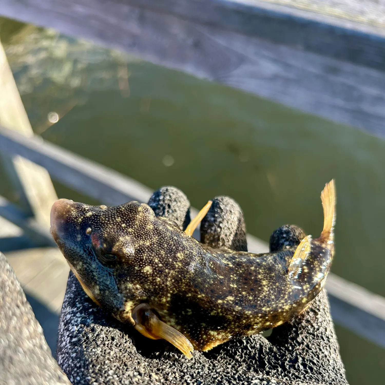 Northern puffer caught on Fishbrain