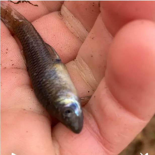 The most recent Striped shiner catches on Fishbrain