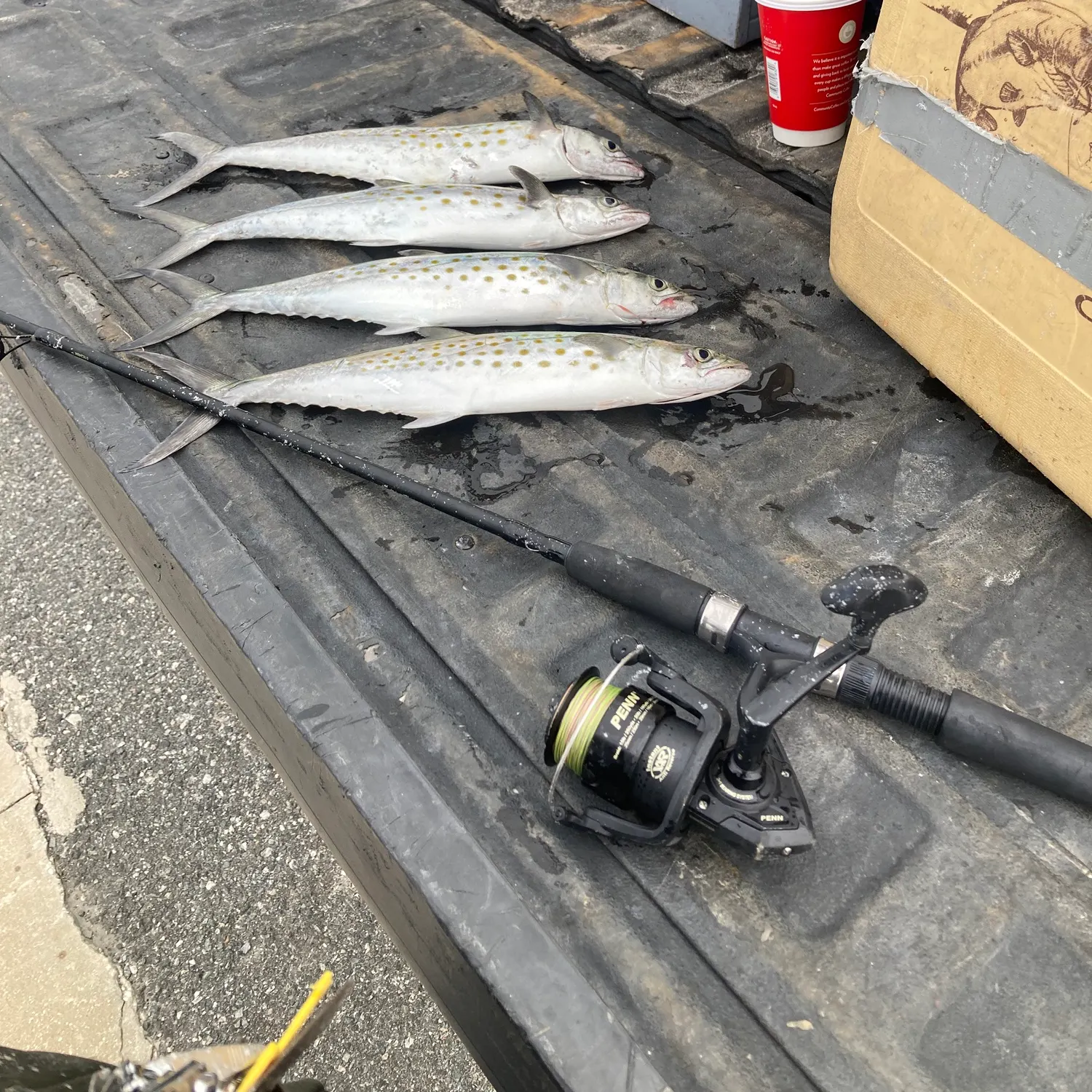 recently logged catches