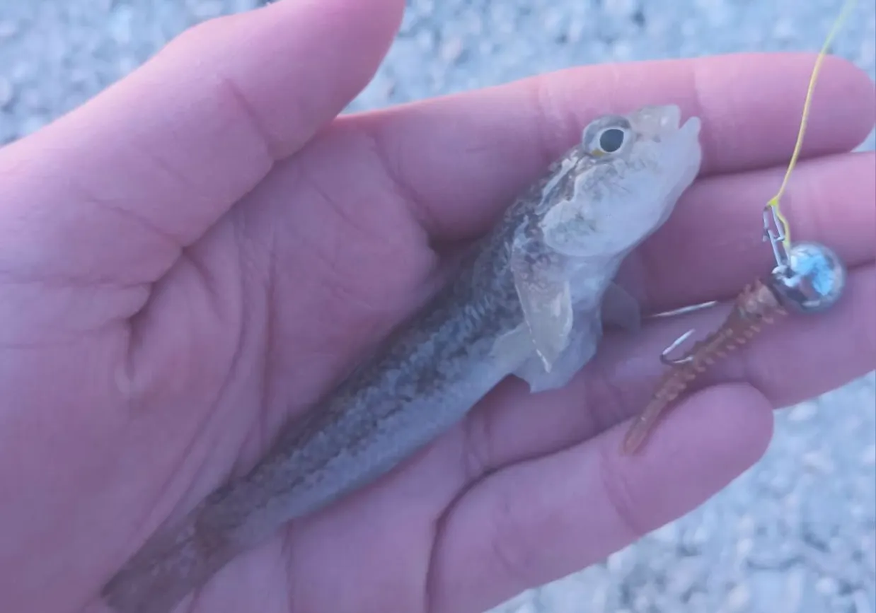 Sand goby