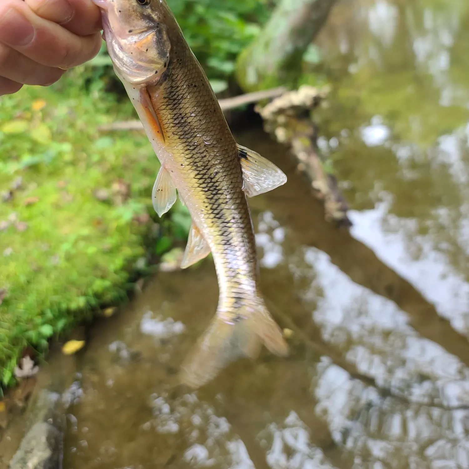 Creek chub caught on Fishbrain