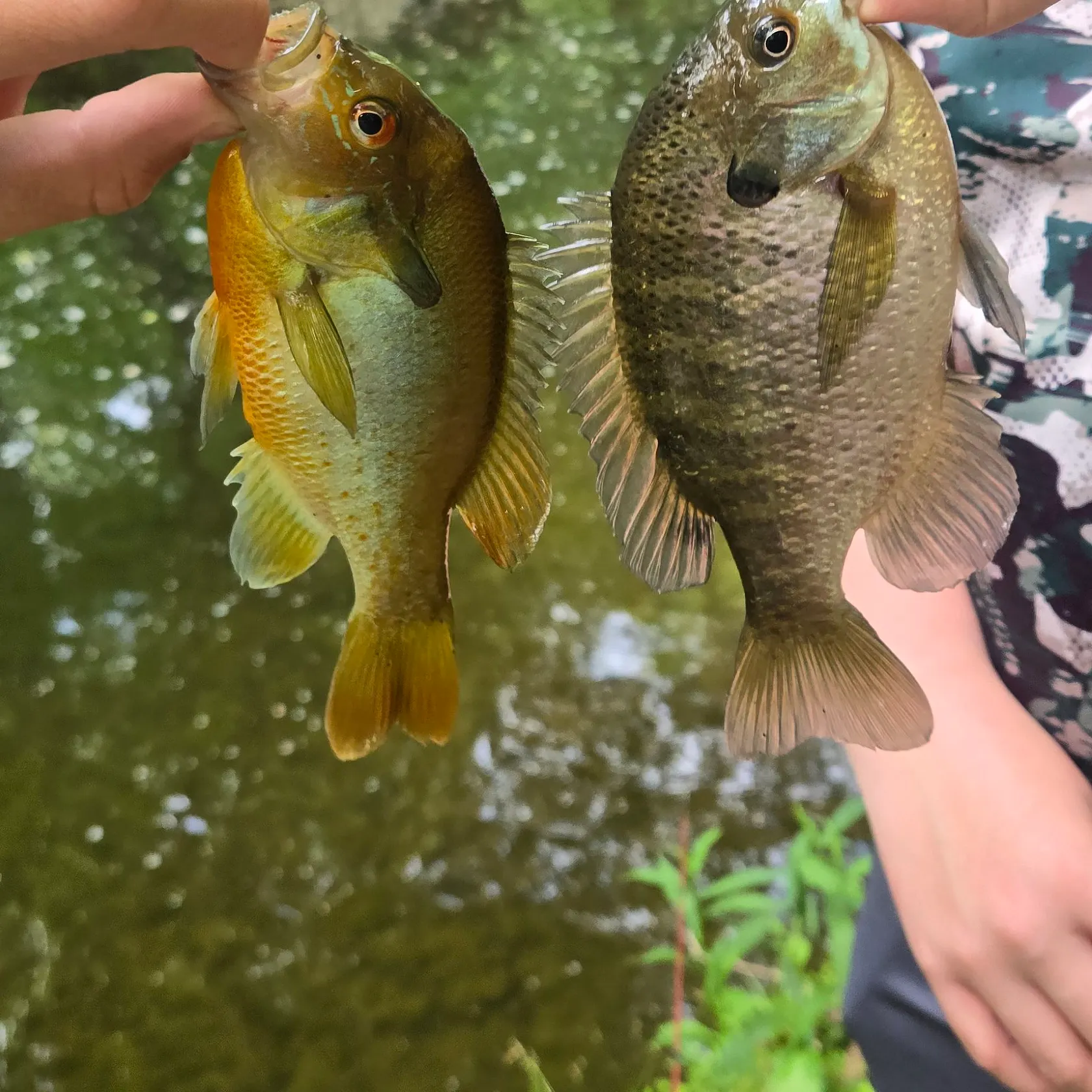 recently logged catches
