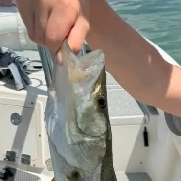 Common snook caught on Fishbrain