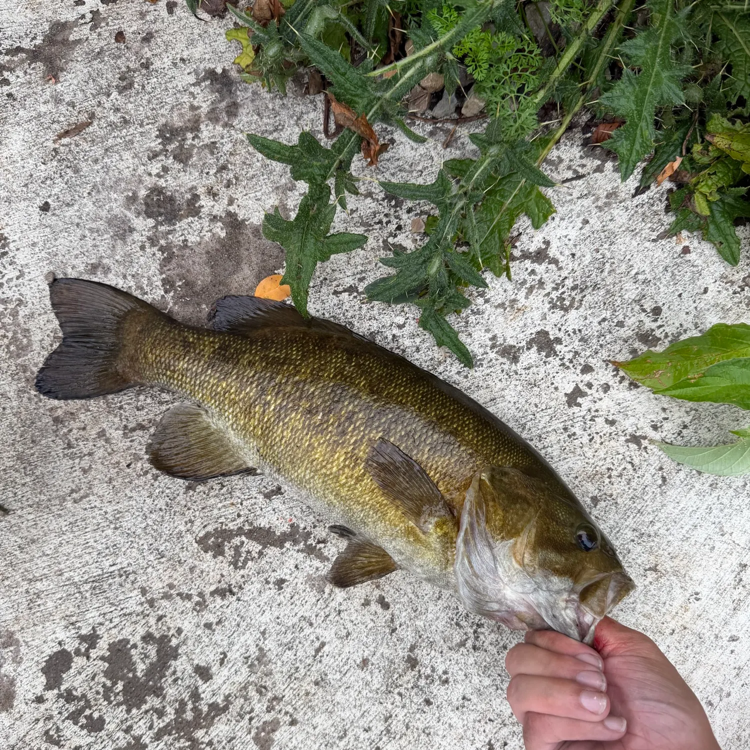 catch