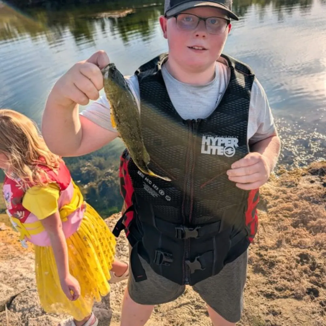 Yellow perch caught on Fishbrain