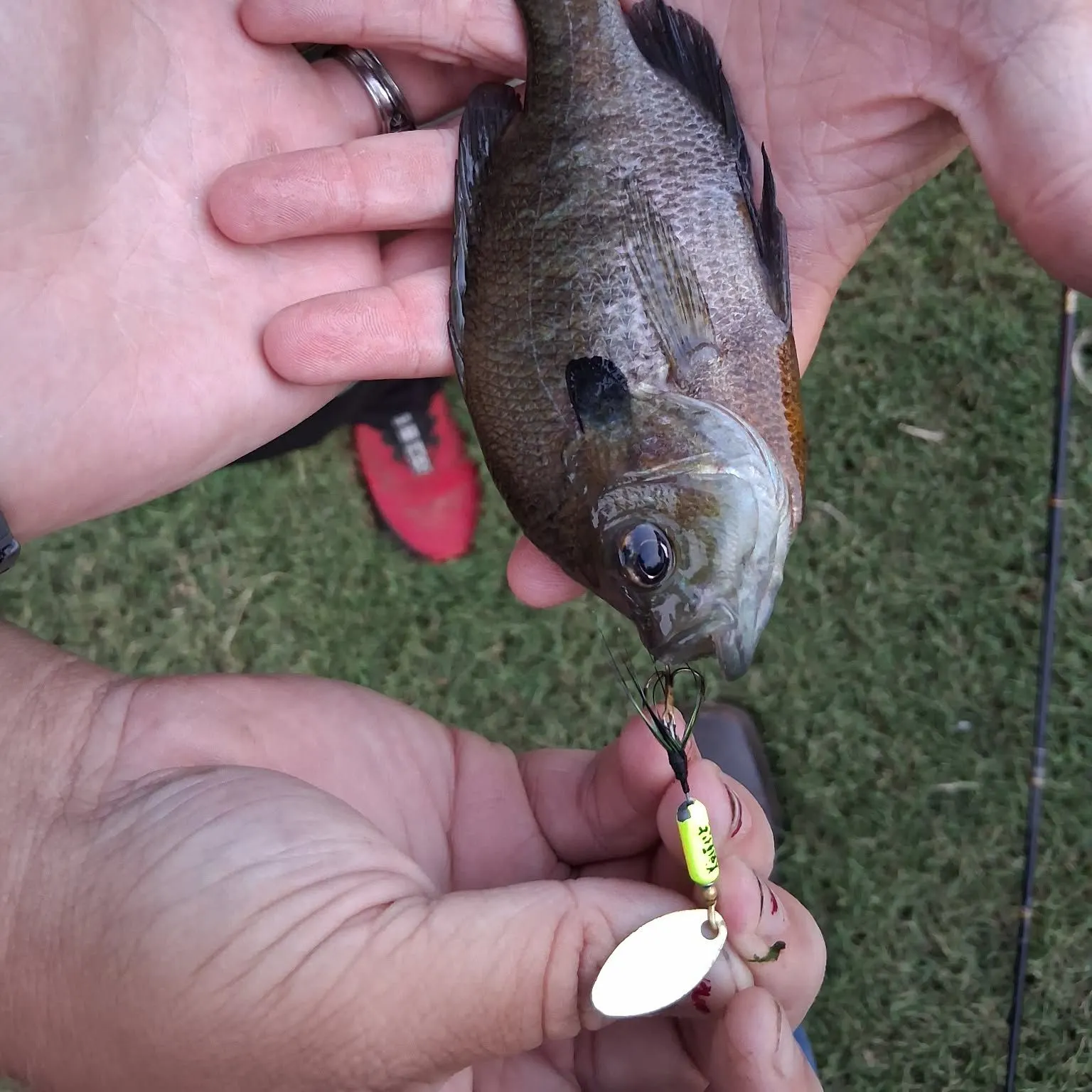 Bluegill caught on Fishbrain