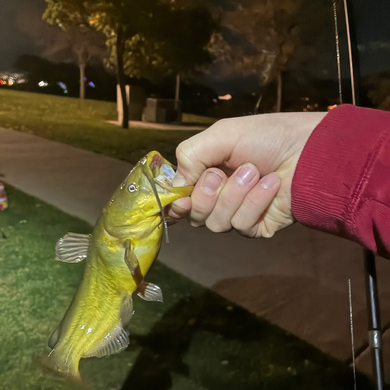 Yellow bullhead caught on Fishbrain