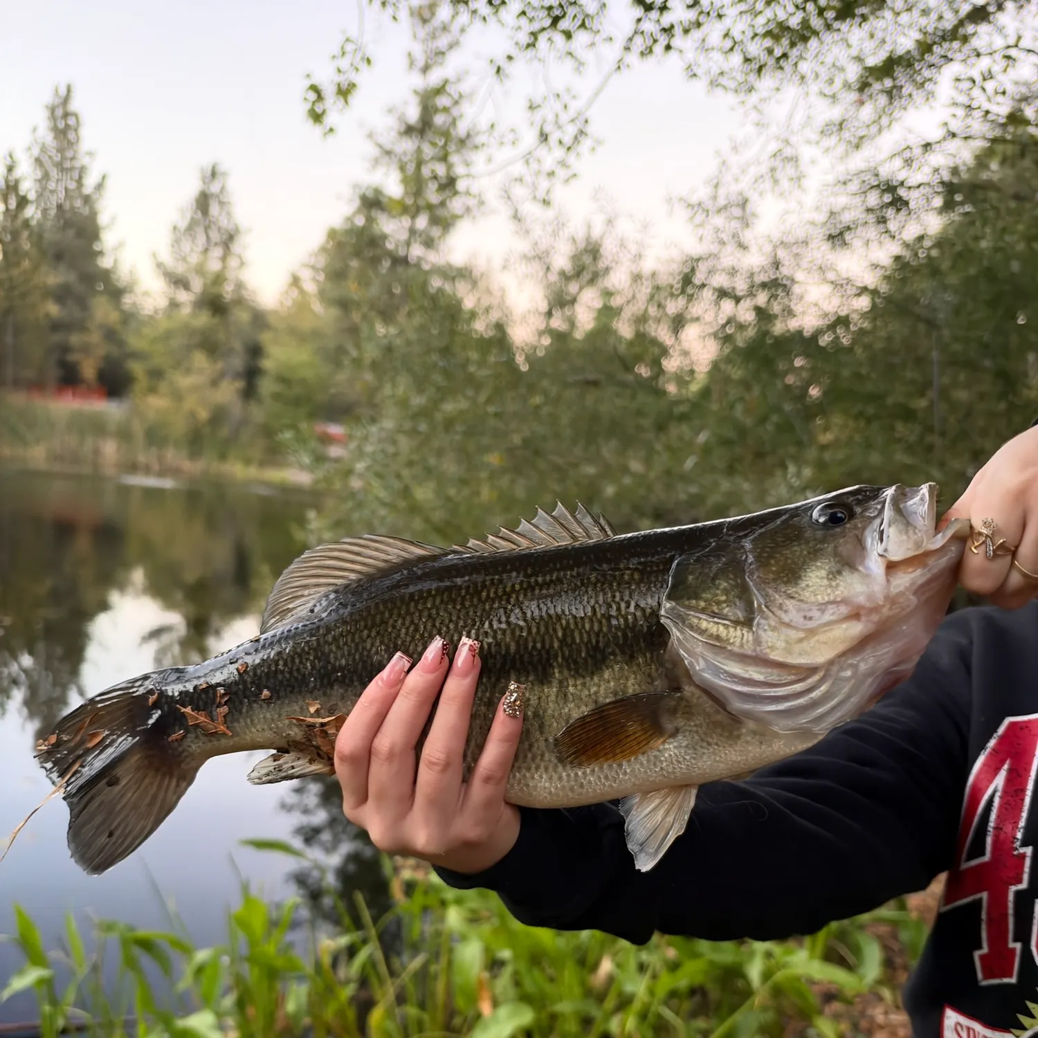 Largemouth bass caught on Fishbrain