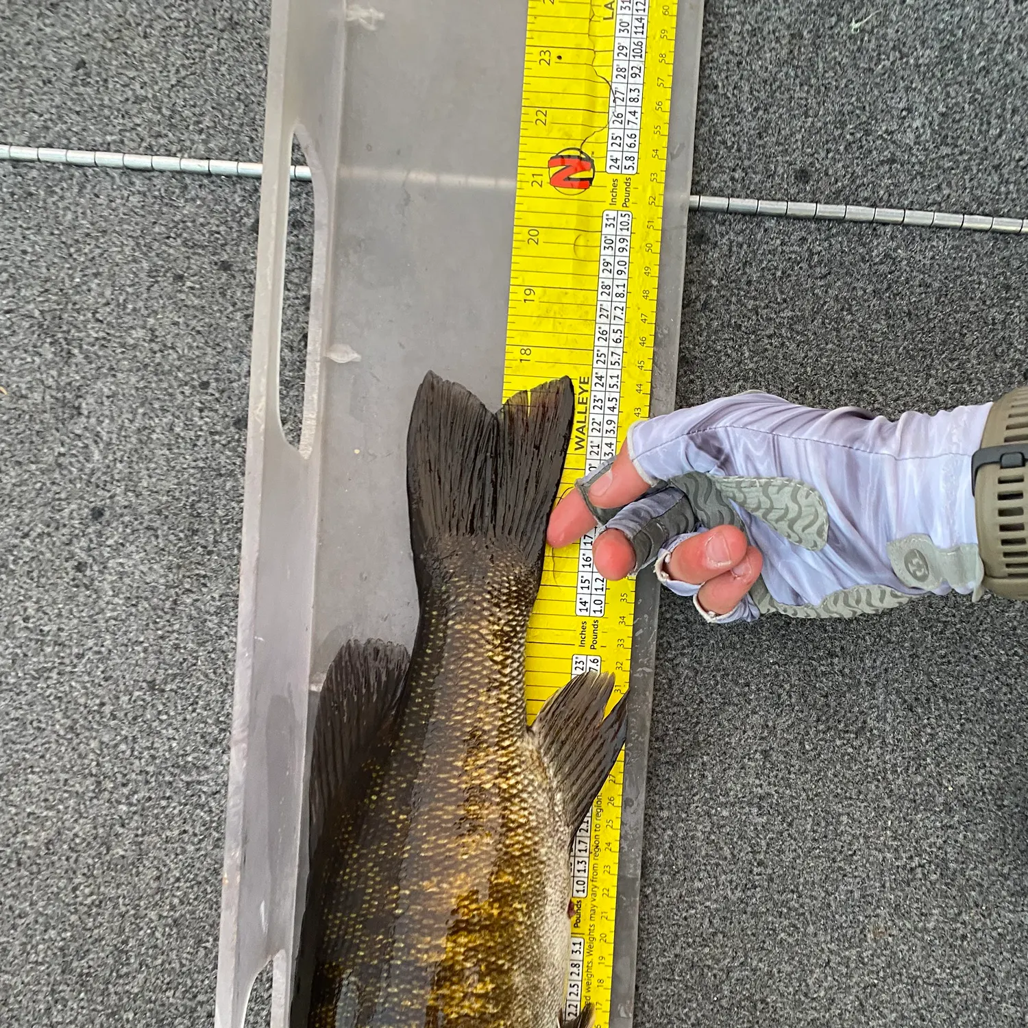 recently logged catches