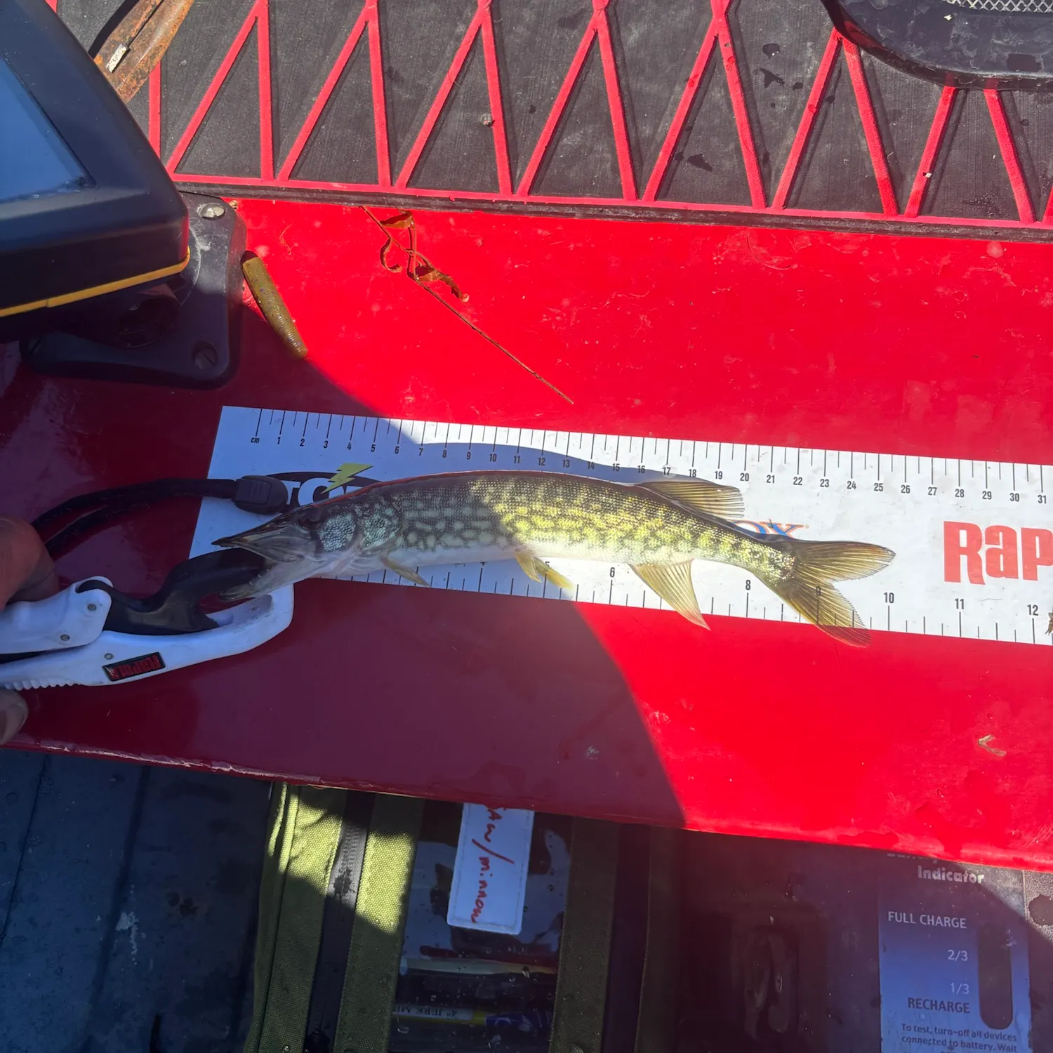 Chain pickerel caught on Fishbrain