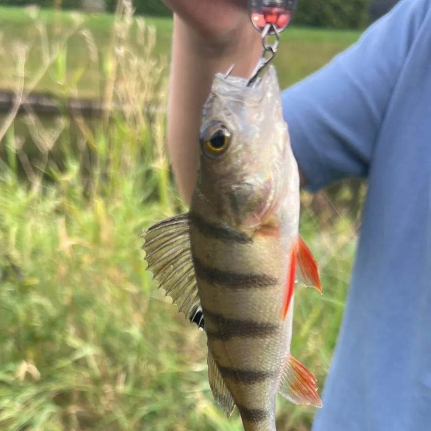 European perch caught on Fishbrain