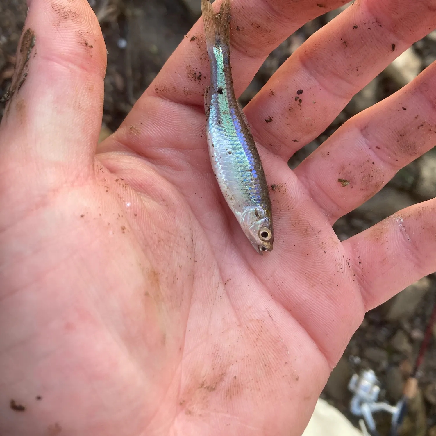 The most recent Spottail shiner catches on Fishbrain