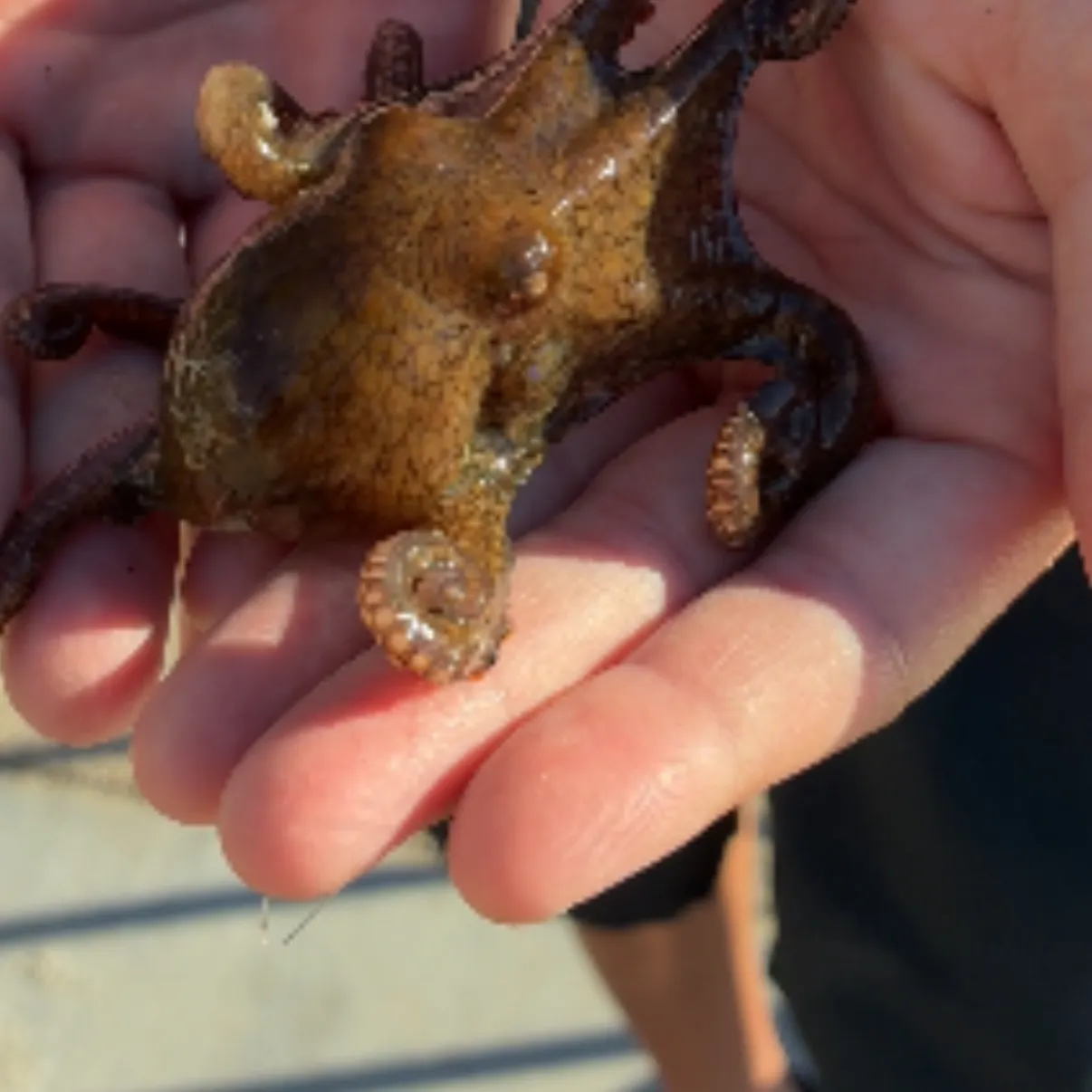 Common octopus caught on Fishbrain