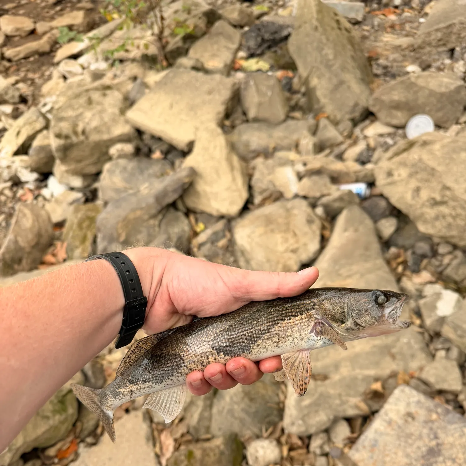 Sauger caught on Fishbrain