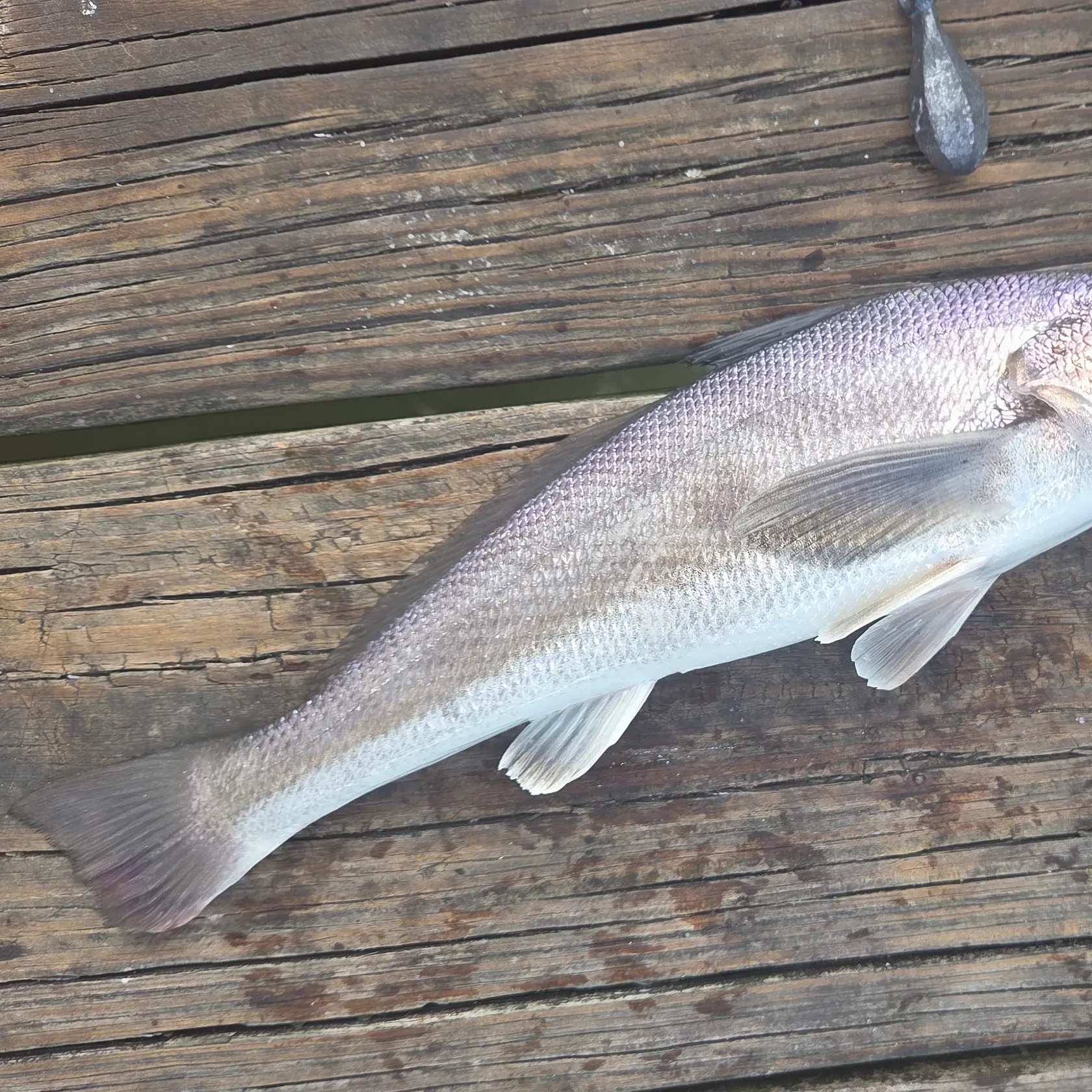 Whiting caught on Fishbrain