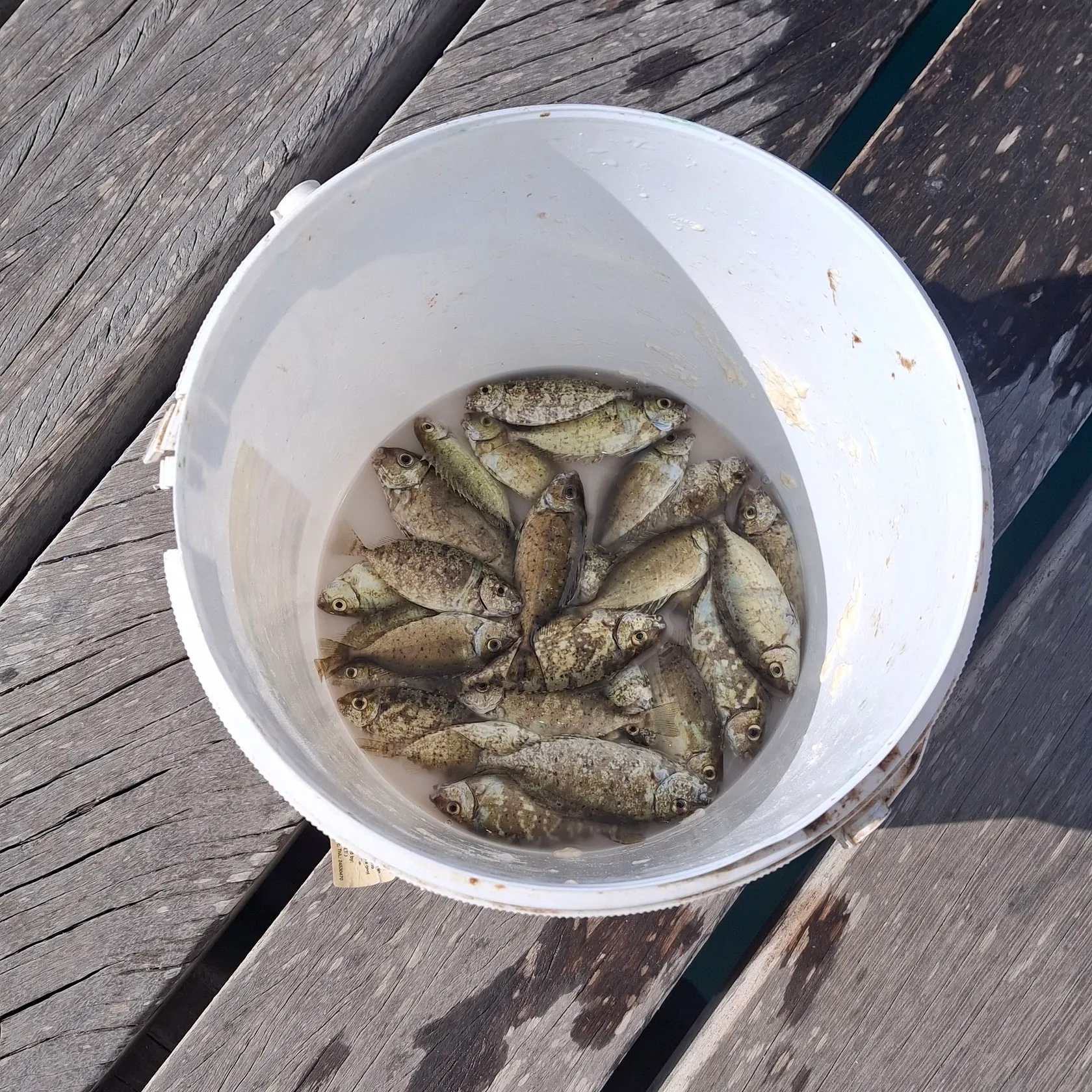The most recent Marbled Spinefoot catches on Fishbrain