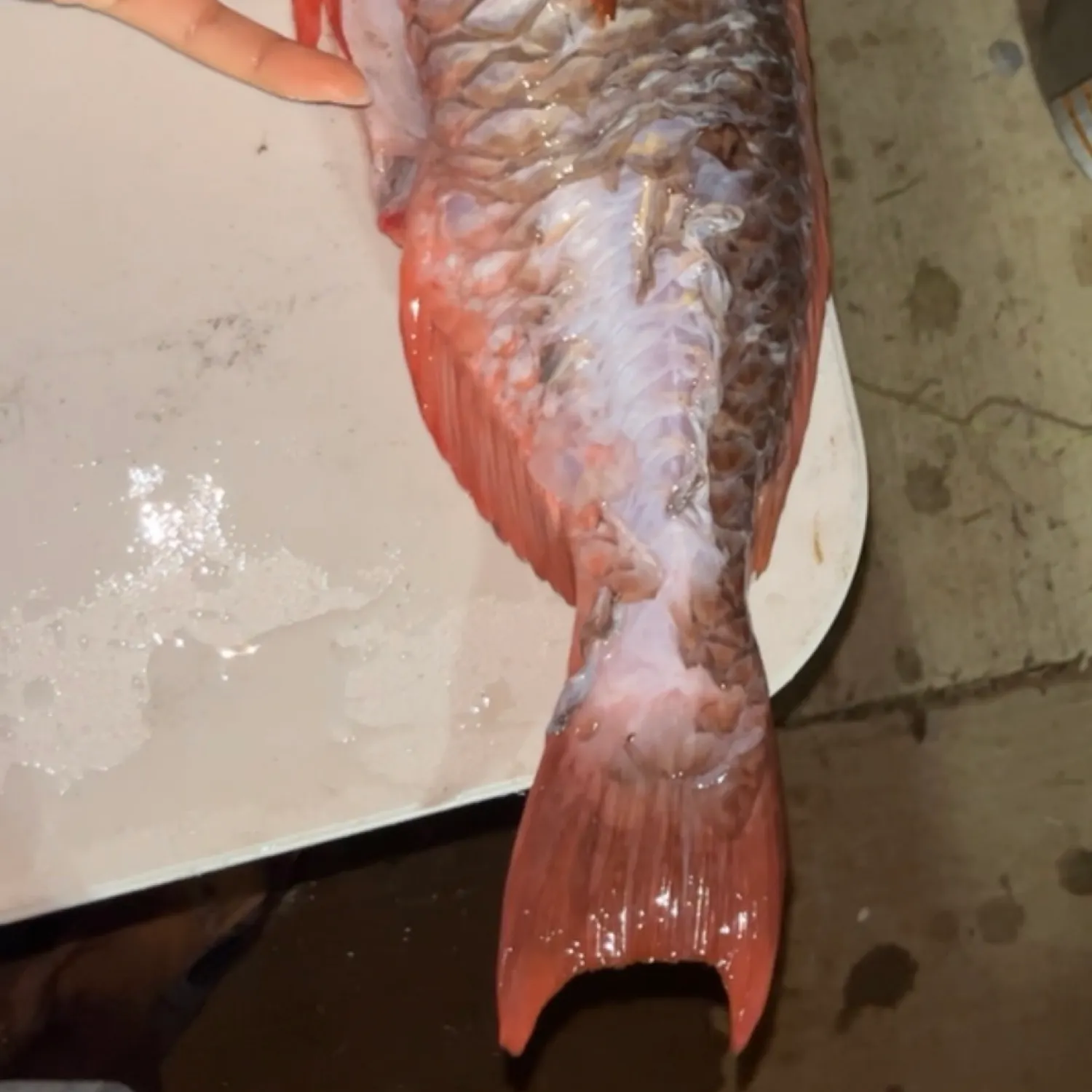 The most popular recent Red parrotfish catch on Fishbrain