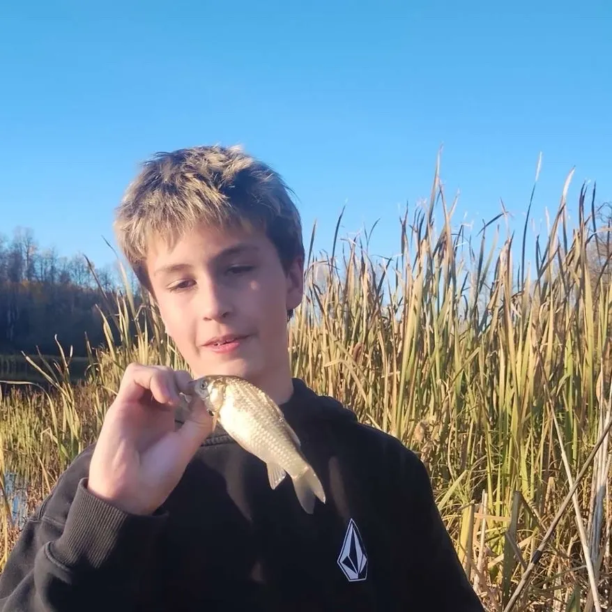 The most recent Prussian carp catches on Fishbrain