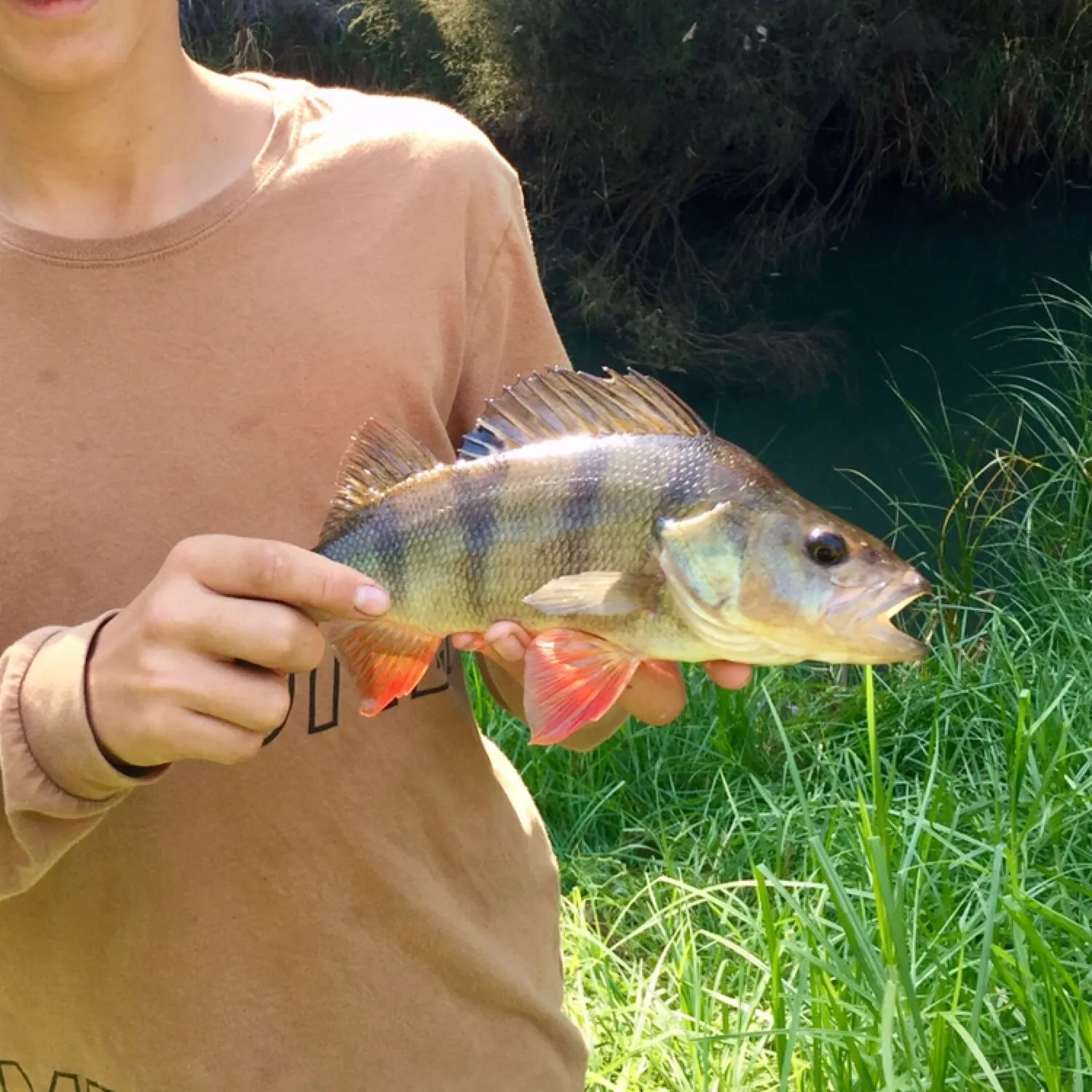 European perch caught on Fishbrain