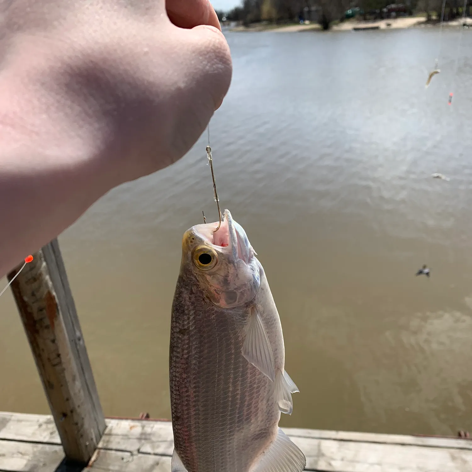 The most recent Goldeye catches on Fishbrain