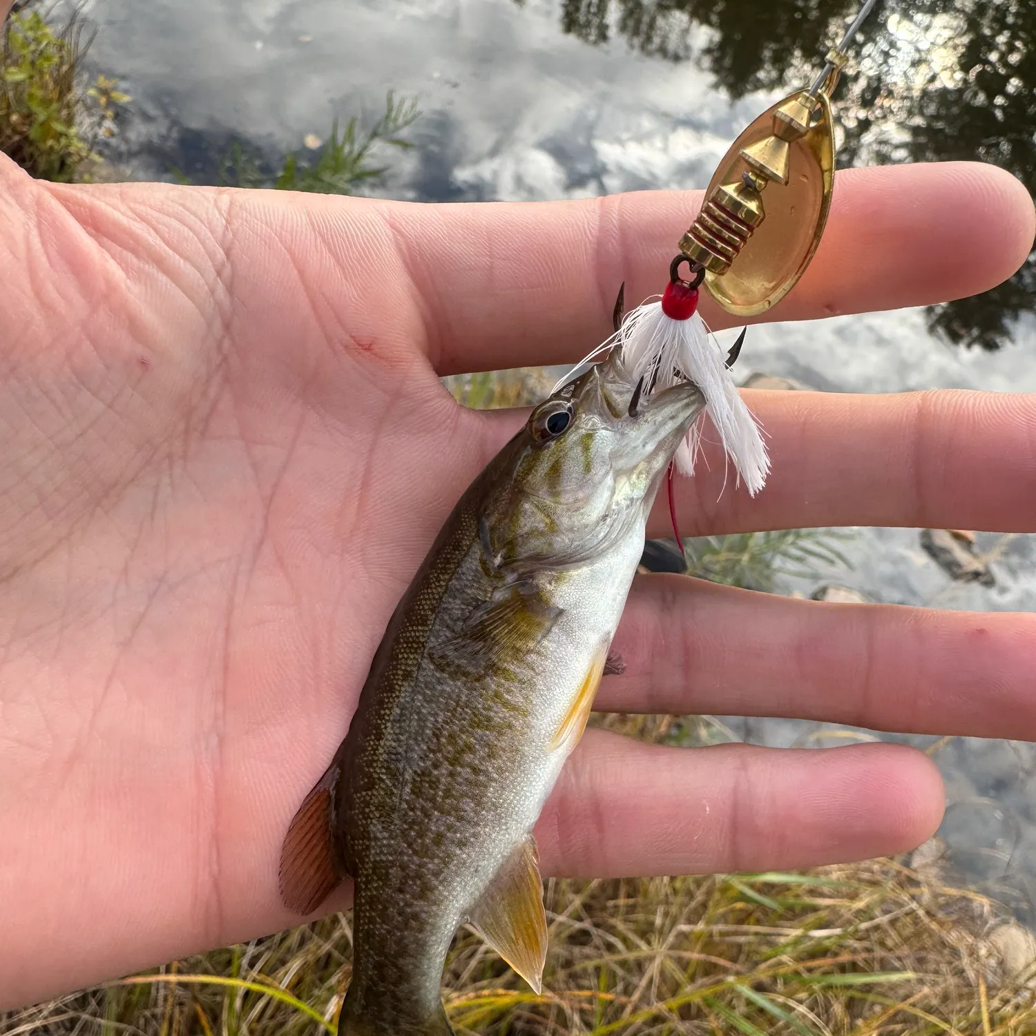 Smallmouth bass caught on Fishbrain