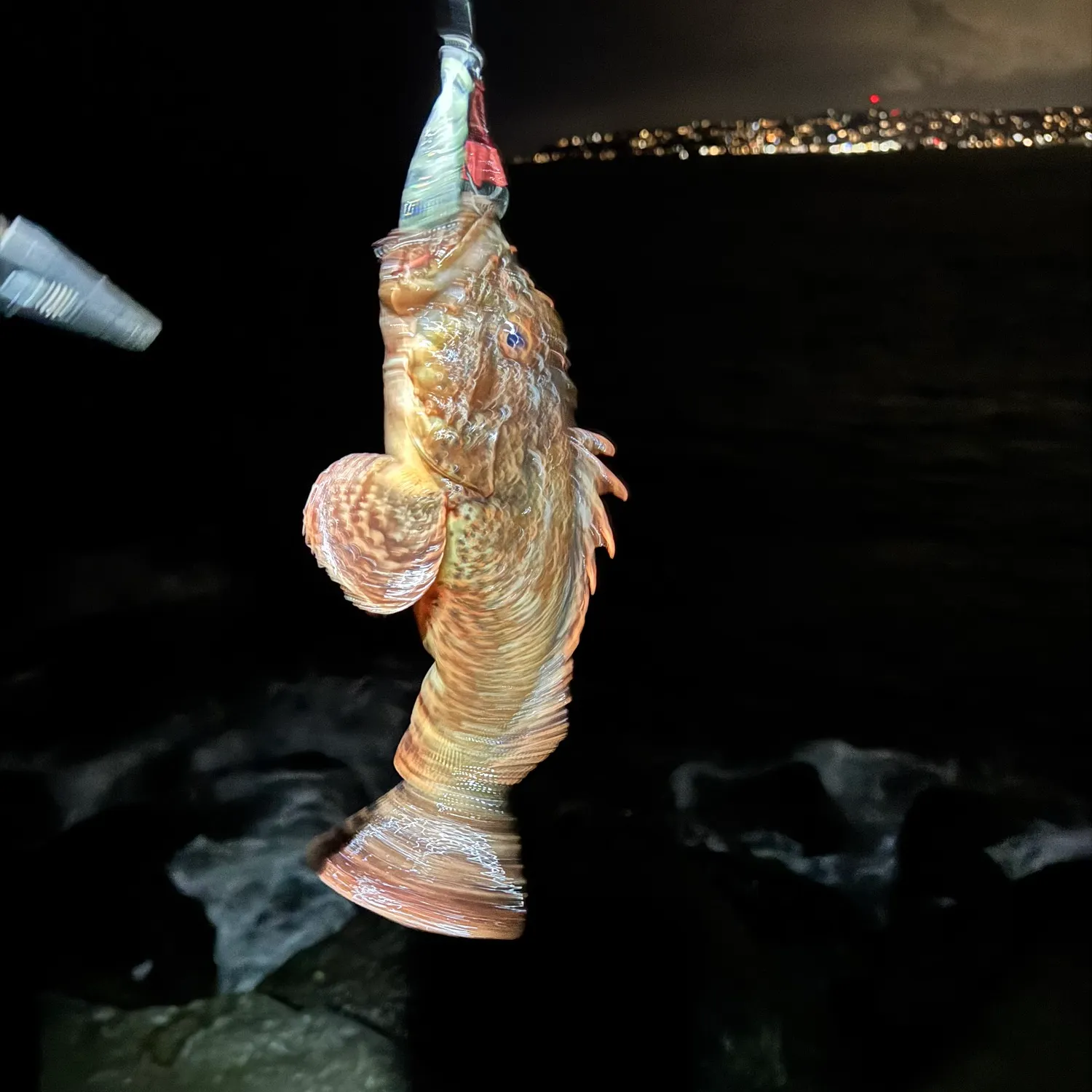 The most recent Pacific spotted scorpionfish catches on Fishbrain
