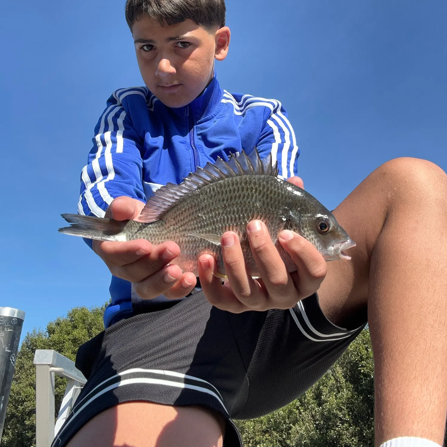 Surf bream caught on Fishbrain