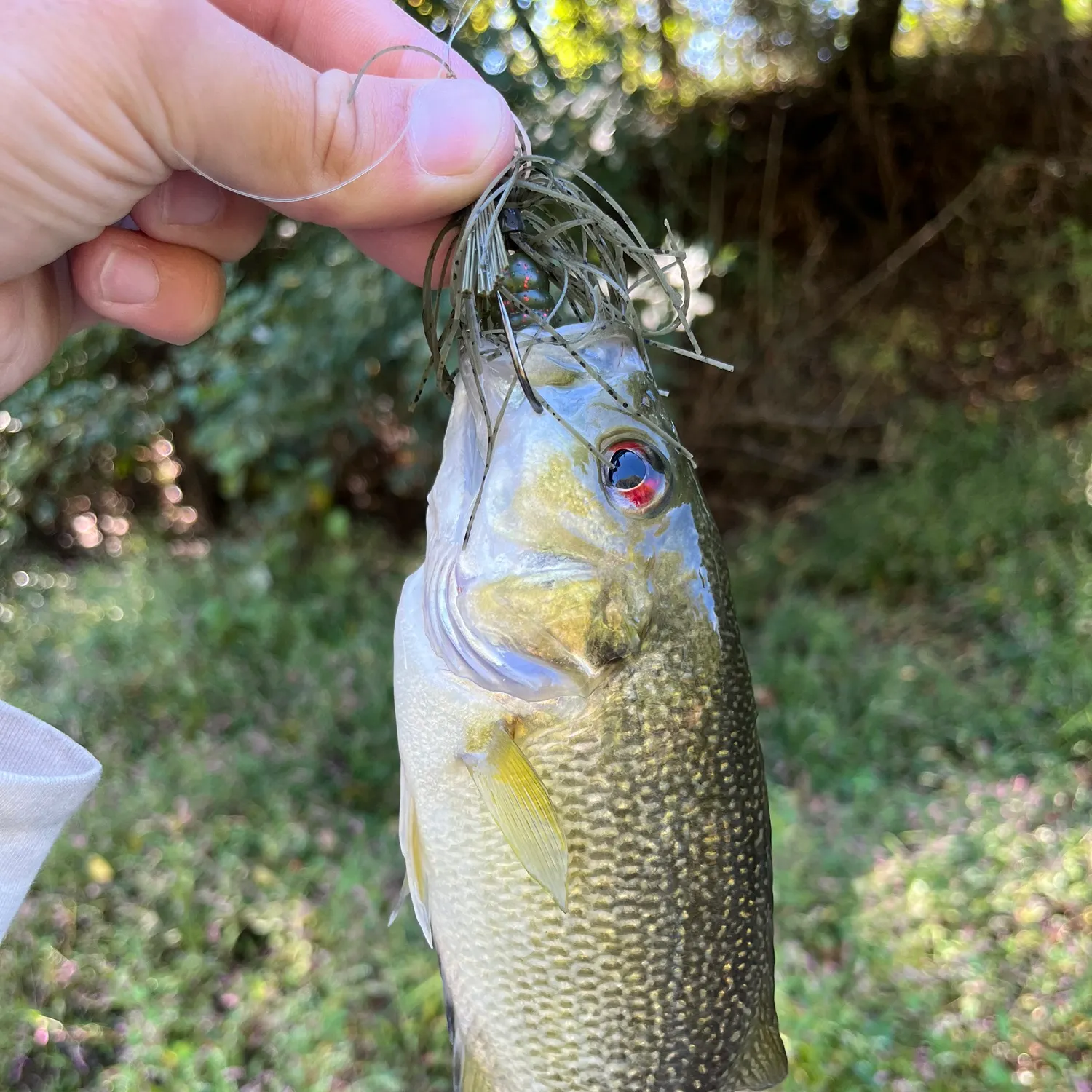 Rock bass caught on Fishbrain