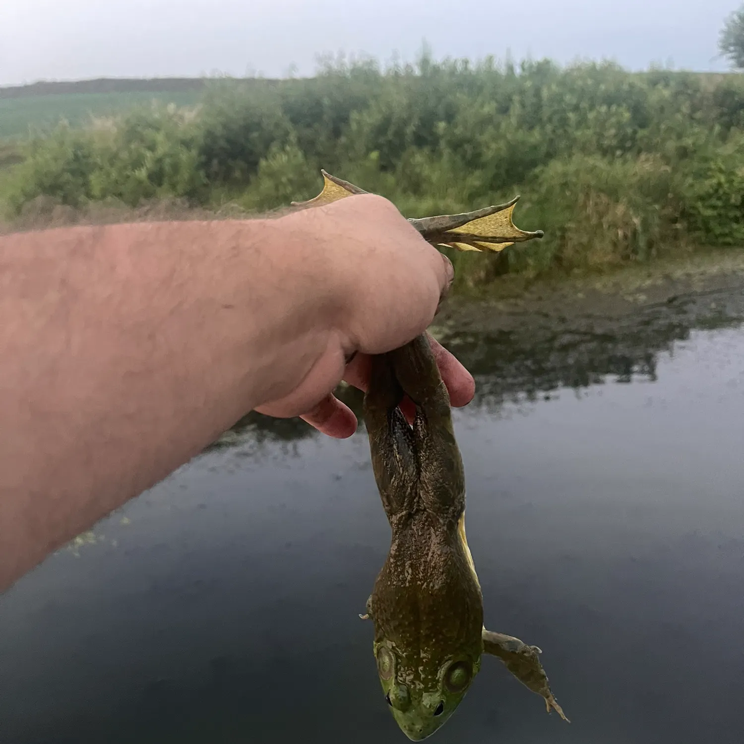 American bullfrog caught on Fishbrain