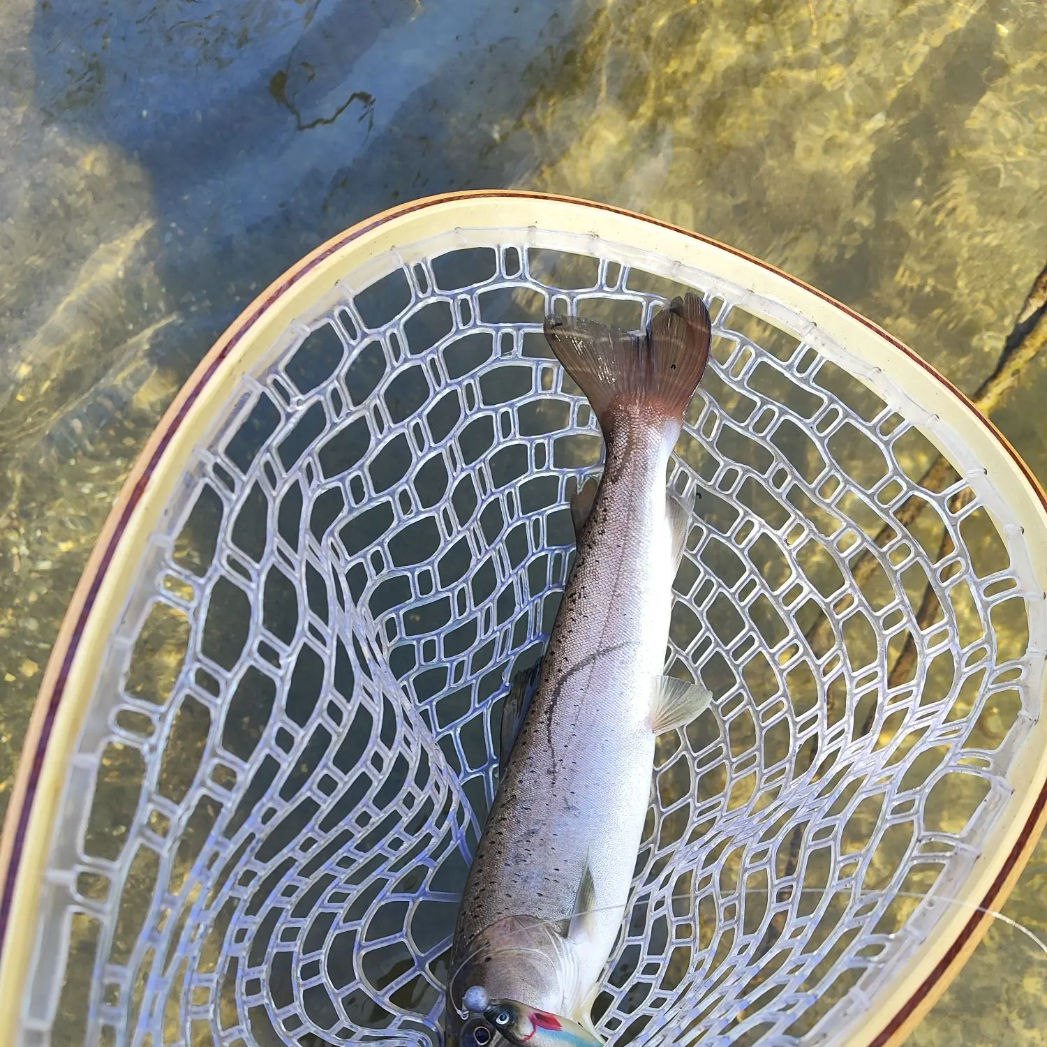 The most recent Huchen catches on Fishbrain