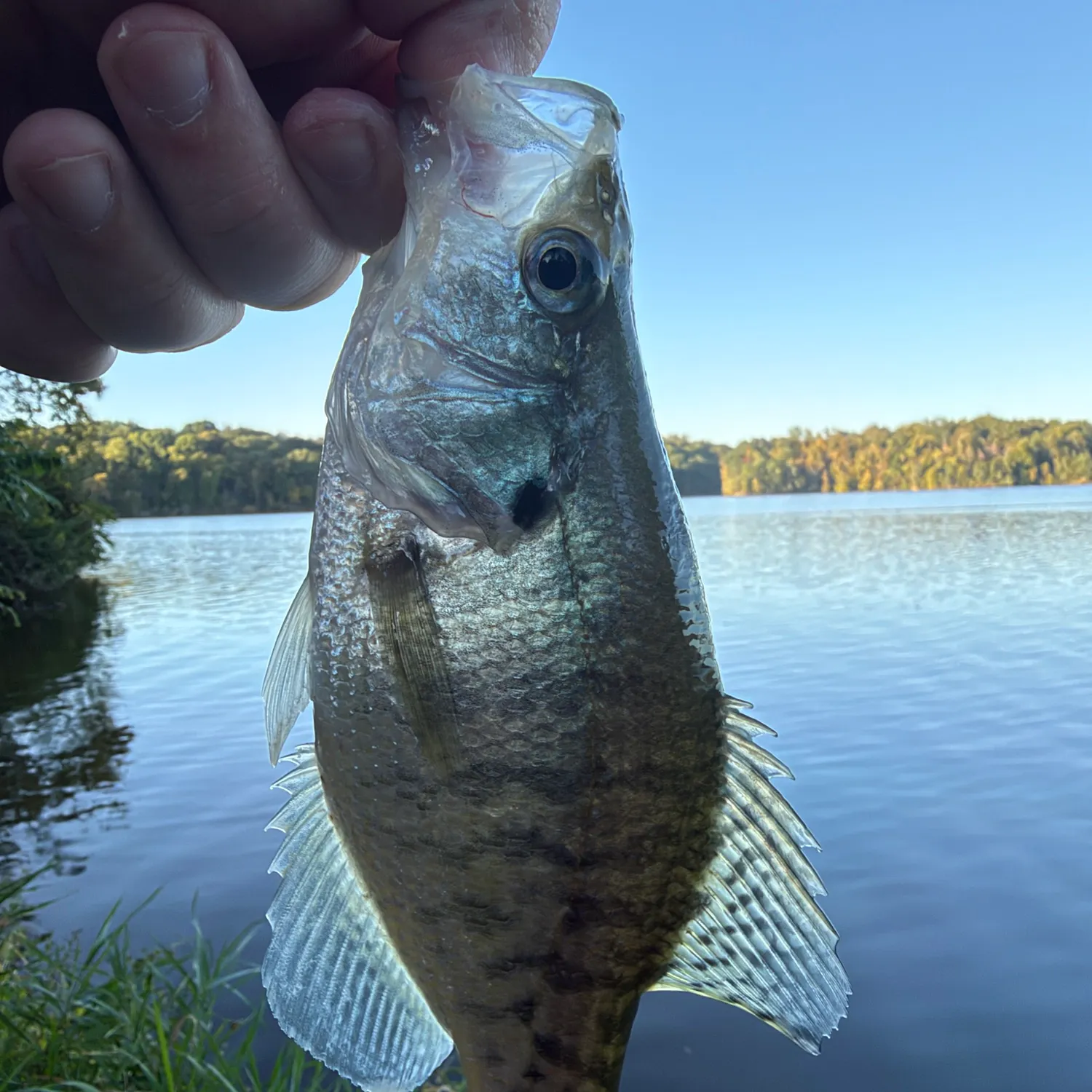White crappie caught on Fishbrain