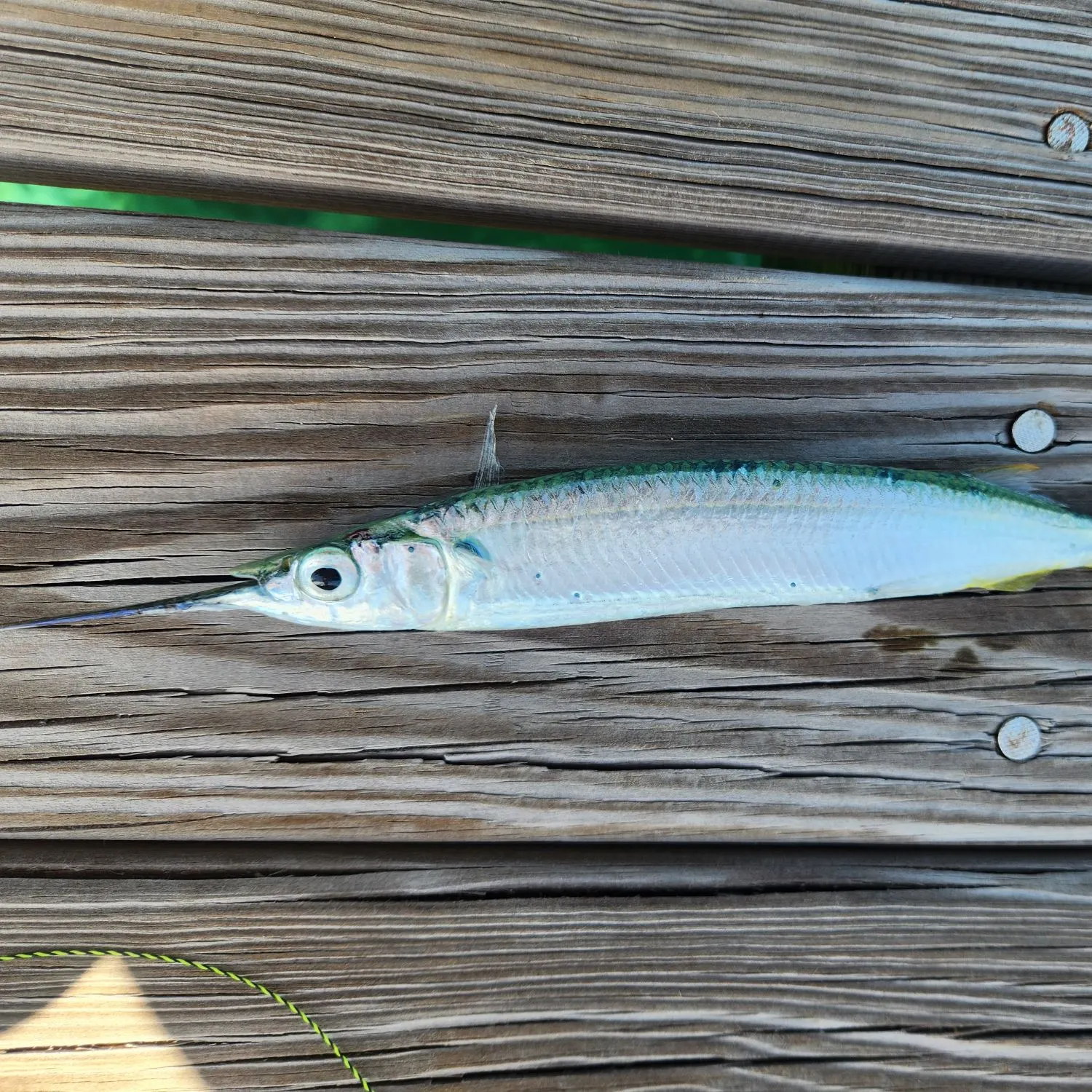 The most recent Ballyhoo halfbeak catches on Fishbrain