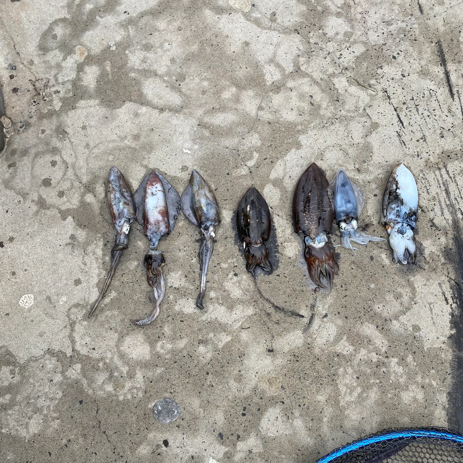 The most recent Southern calamari catches on Fishbrain