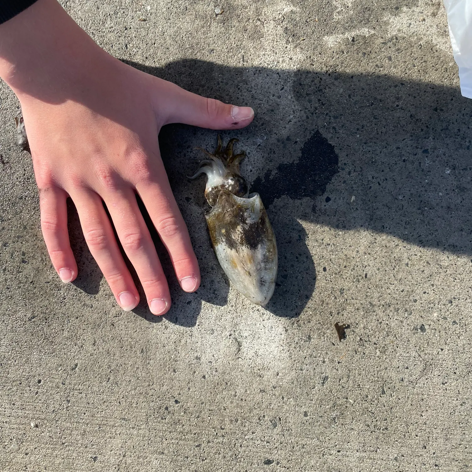 The most recent Common cuttlefish catches on Fishbrain