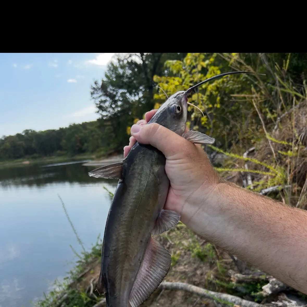 Channel catfish caught on Fishbrain
