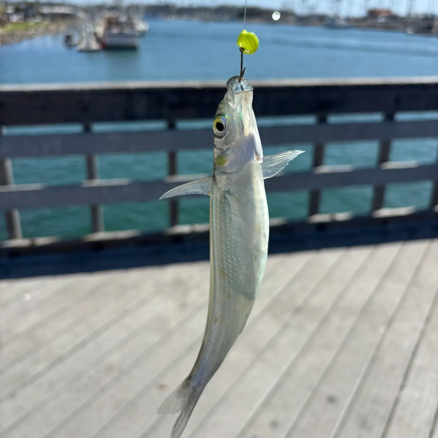 The most recent Topsmelt silverside catches on Fishbrain