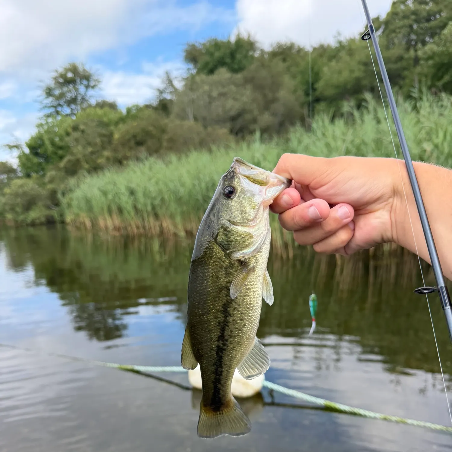 Largemouth bass caught on Fishbrain