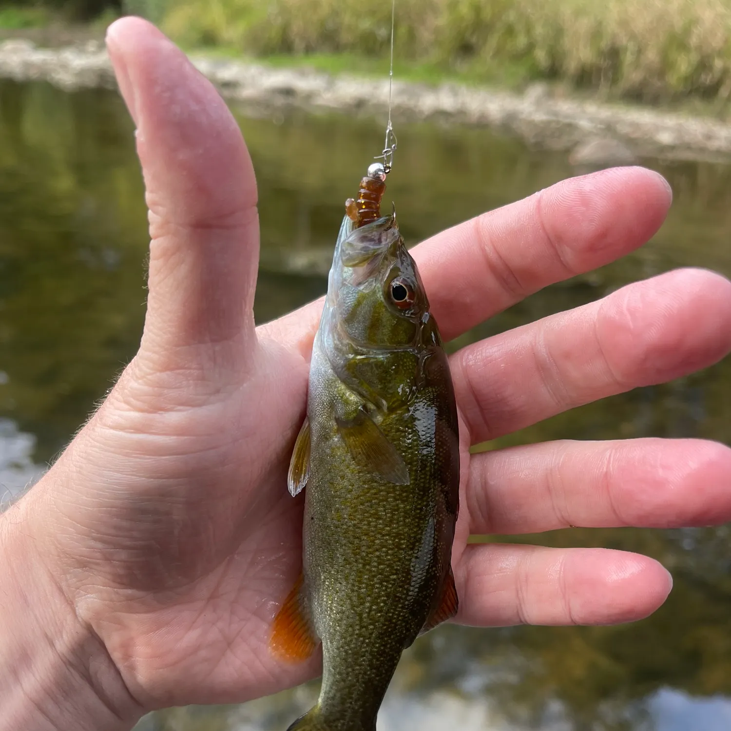 Smallmouth bass caught on Fishbrain