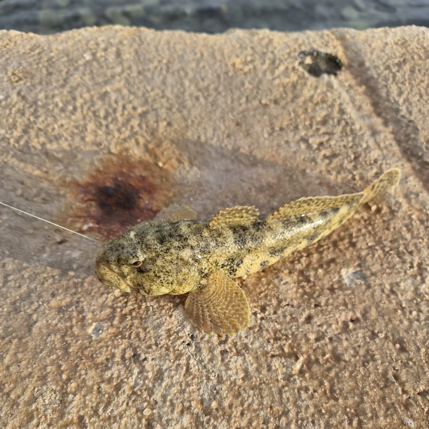 Fish caught on Fishbrain