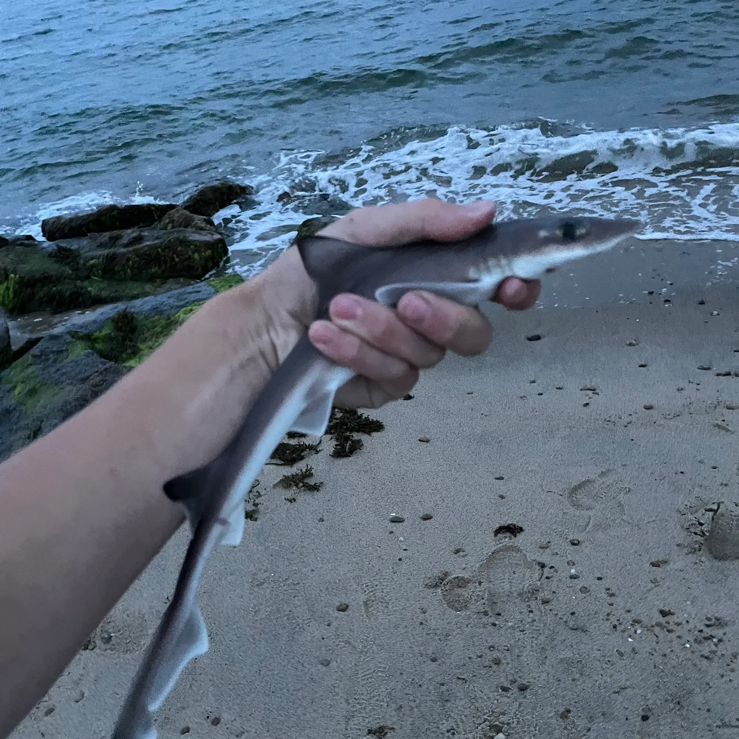 Dusky smooth-hound caught on Fishbrain