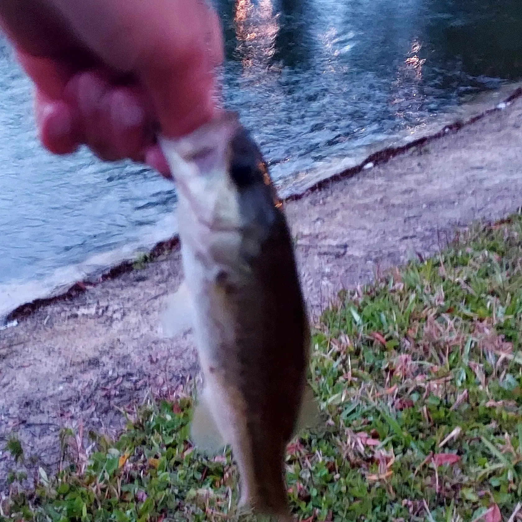 The most recent Spotted bass catches on Fishbrain