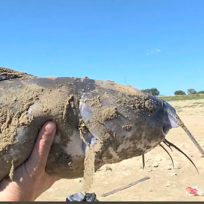 Channel catfish caught on Fishbrain