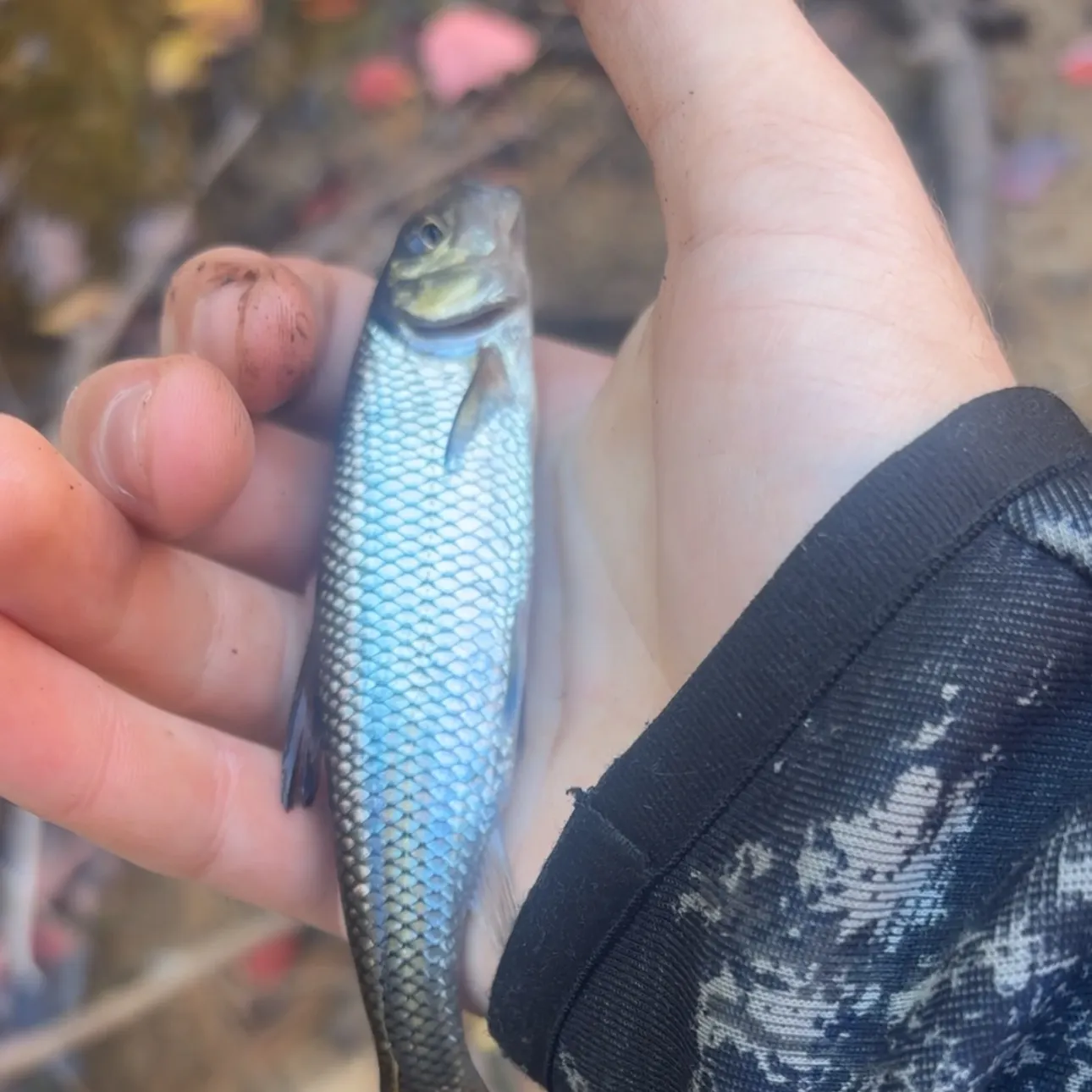 Fallfish caught on Fishbrain