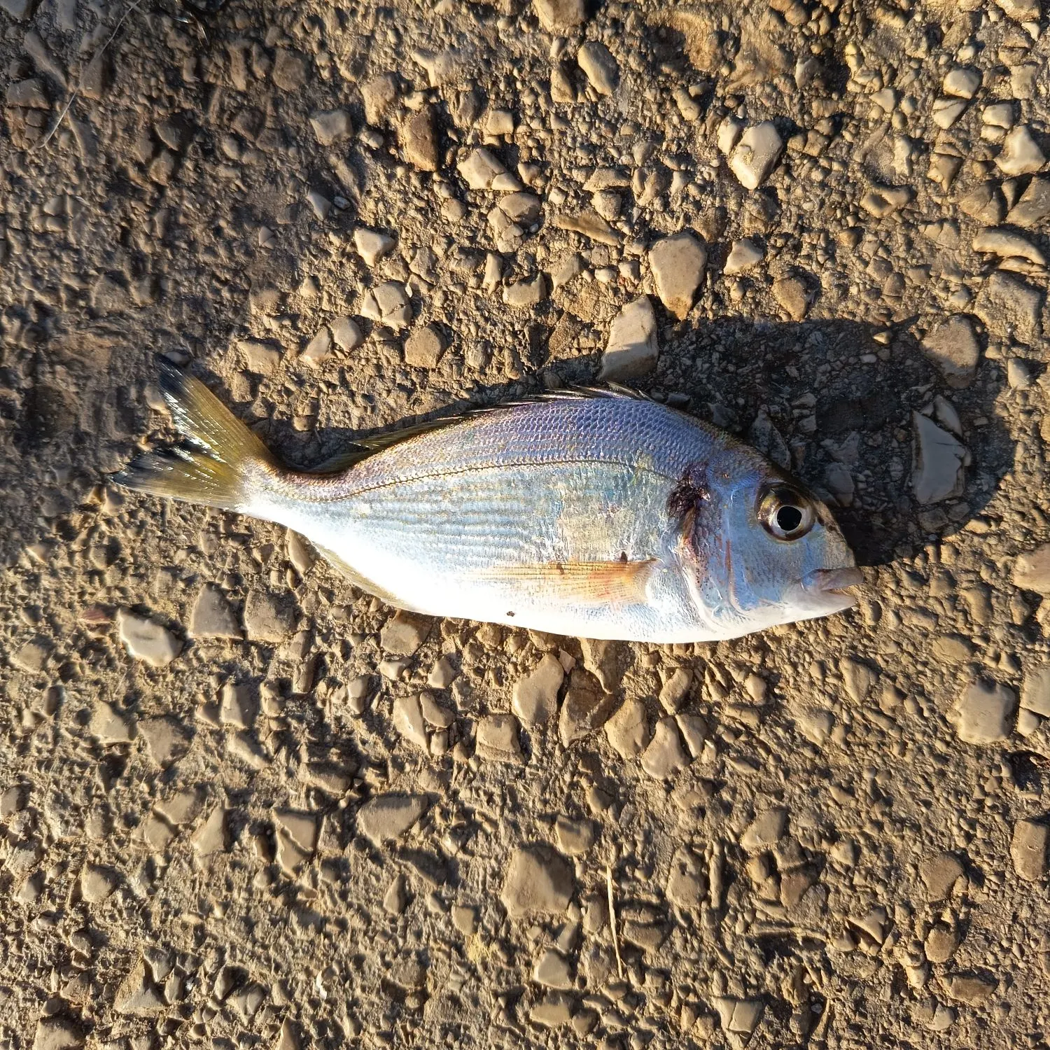 The most recent Gilthead seabream catches on Fishbrain