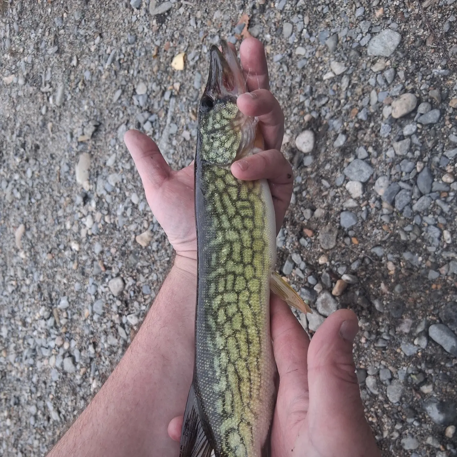Chain pickerel caught on Fishbrain