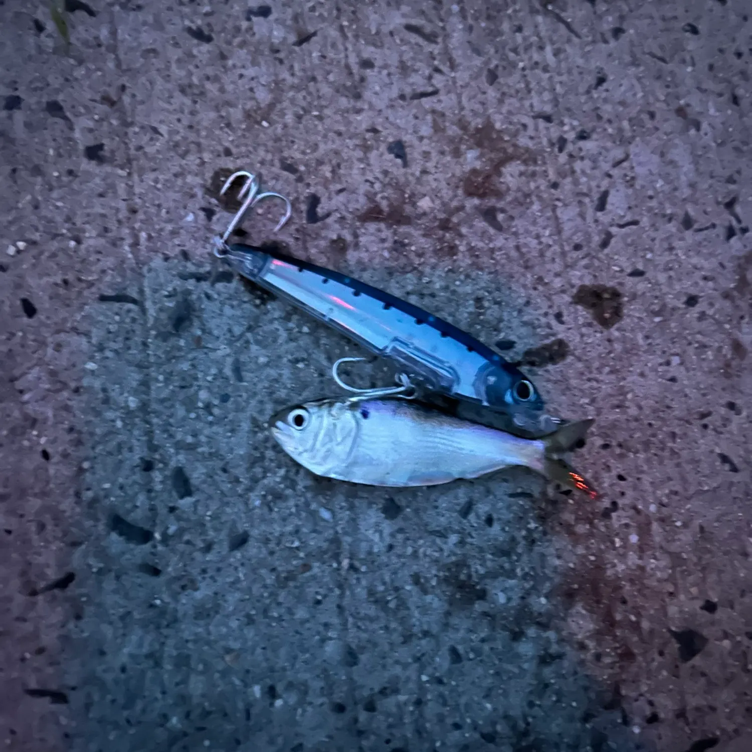 The most popular recent Gulf menhaden catch on Fishbrain