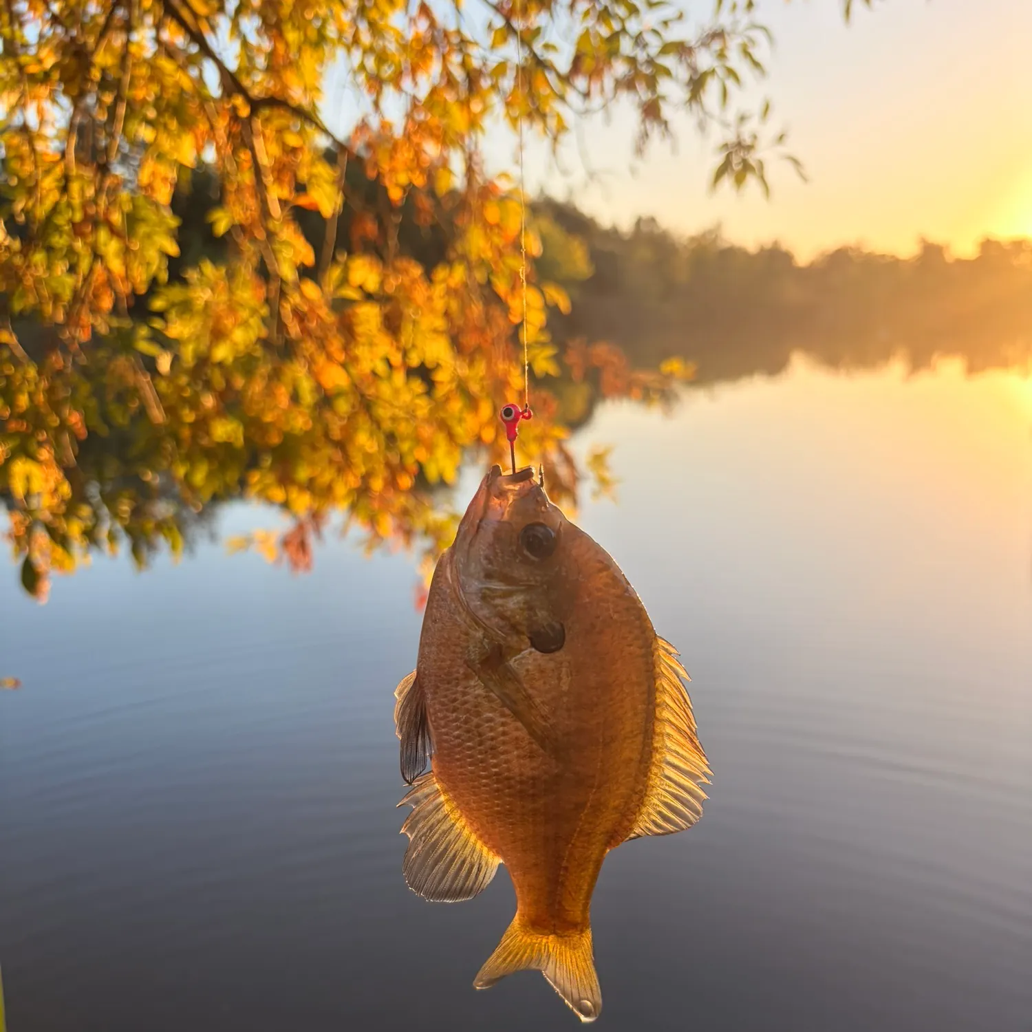 Bluegill caught on Fishbrain