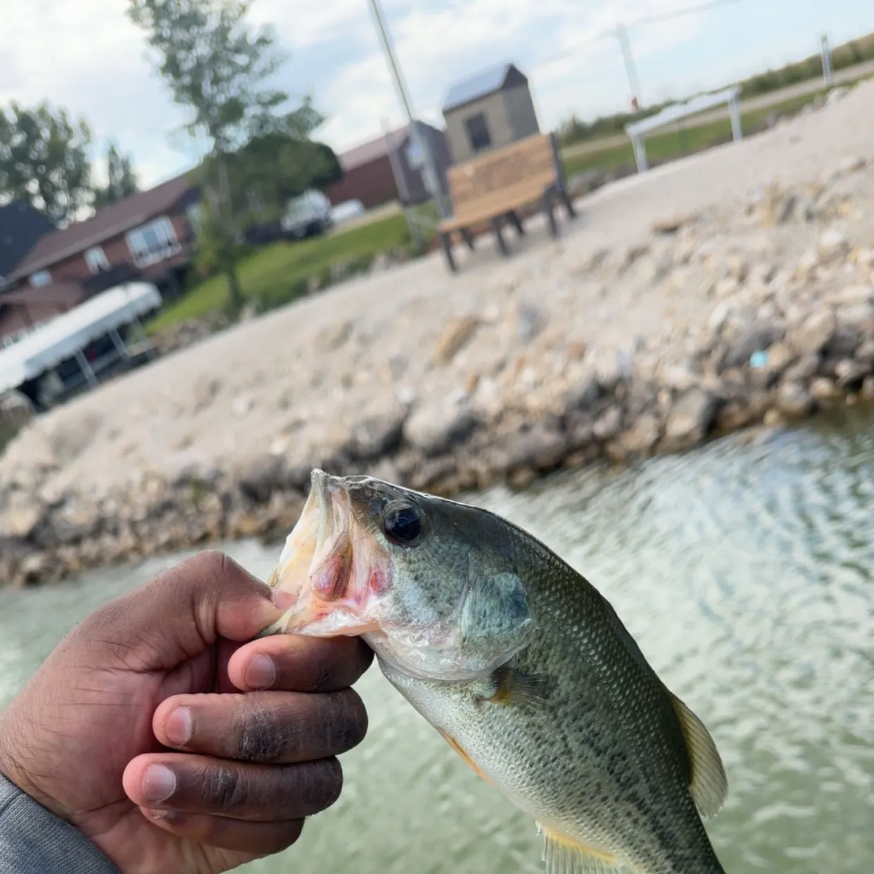 Largemouth bass caught on Fishbrain